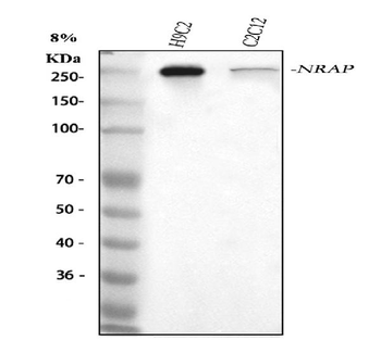 NRAP Rabbit Polyclonal Antibody