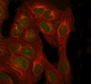 NXPH3 Antibody