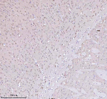 NXPH3 Antibody
