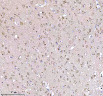 NXPH3 Antibody