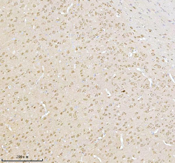 NXPH3 Antibody