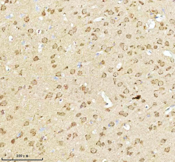NXPH3 Antibody