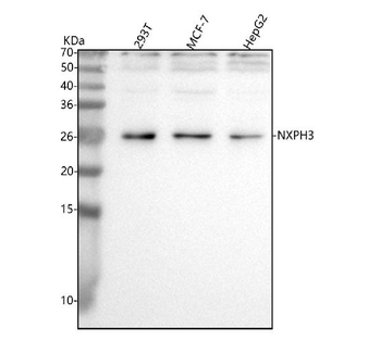 NXPH3 Antibody