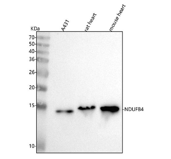NDUFB4 Rabbit Polyclonal Antibody