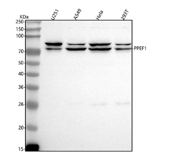 PPEF1 Rabbit Polyclonal Antibody