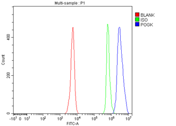 POGK Rabbit Polyclonal Antibody