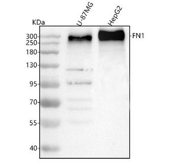 Fibronectin/FN1 Rabbit Polyclonal Antibody