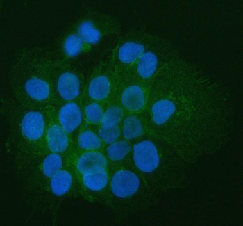 CD44 Rabbit Polyclonal Antibody
