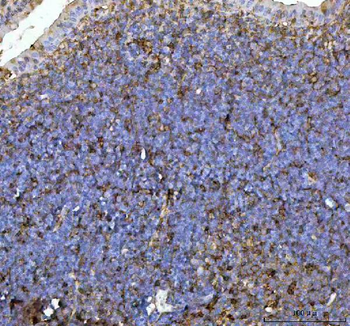 CD44 Rabbit Polyclonal Antibody