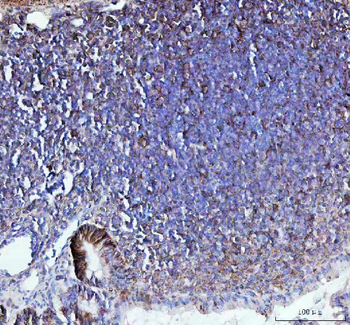CD44 Rabbit Polyclonal Antibody