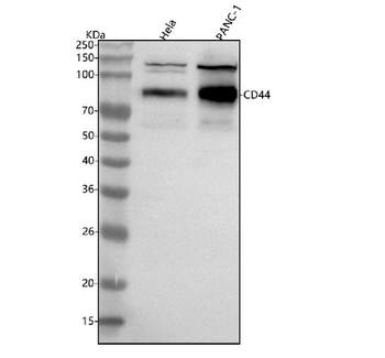 CD44 Rabbit Polyclonal Antibody