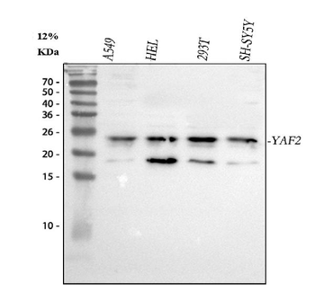 YAF2 Rabbit Polyclonal Antibody