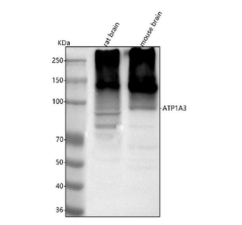 ATP1A3 Antibody
