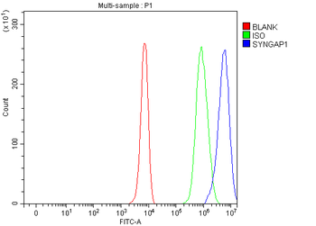 SYNGAP1 Rabbit Polyclonal Antibody
