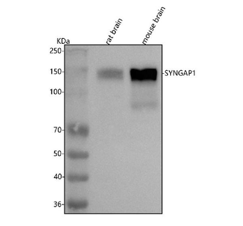 SYNGAP1 Rabbit Polyclonal Antibody