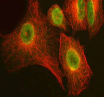 LARG/ARHGEF12 Antibody