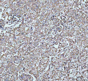 LARG/ARHGEF12 Antibody
