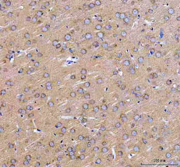 LARG/ARHGEF12 Antibody