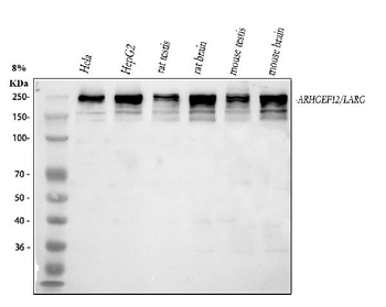 LARG/ARHGEF12 Antibody