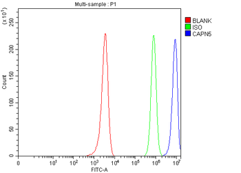 CAPN5 Rabbit Polyclonal Antibody