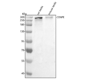 Cenpe Rabbit Polyclonal Antibody
