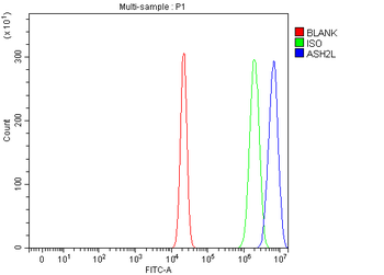 ASH2L Antibody