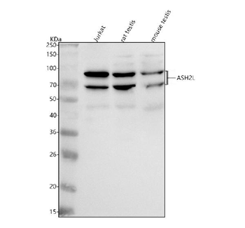 ASH2L Antibody