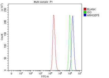 ARHGEF5 Antibody