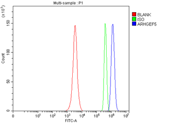 ARHGEF5 Antibody