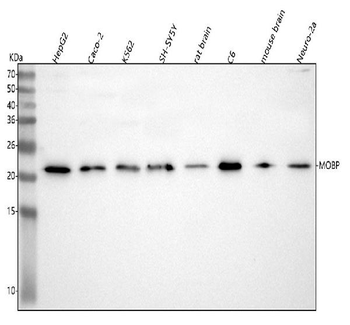 MOBP Antibody