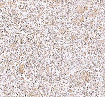 PLBD2 Antibody