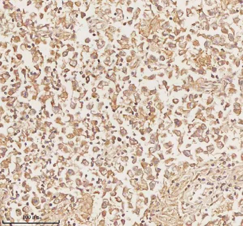 PLBD2 Antibody