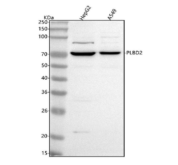 PLBD2 Antibody