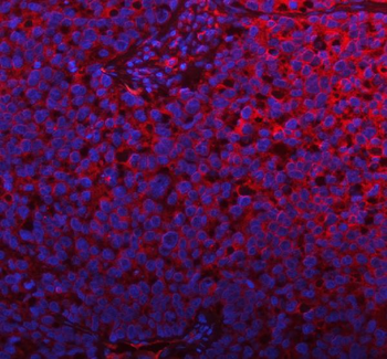 PLBD2 Antibody
