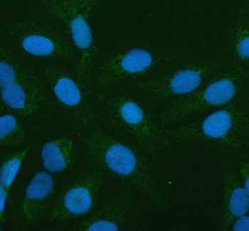 PLBD2 Antibody