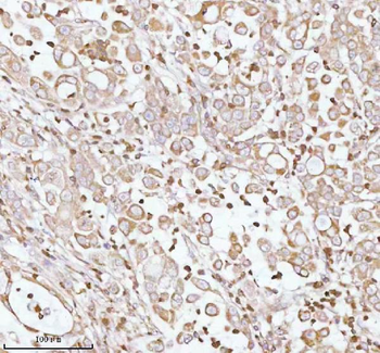 PLBD2 Antibody