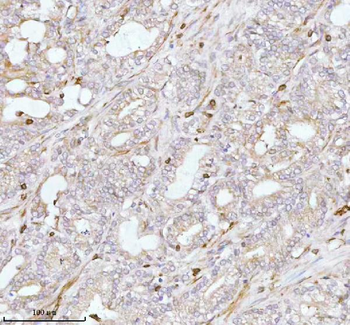 PLBD2 Antibody