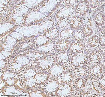 PLBD2 Antibody