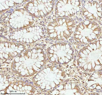 PLBD2 Antibody