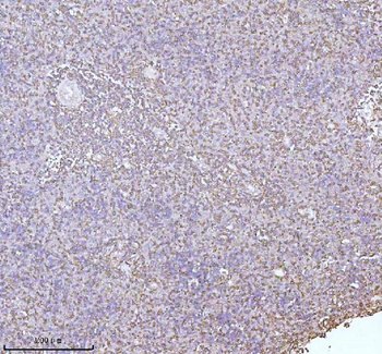 PLBD2 Antibody