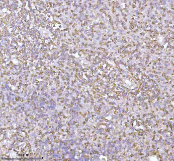 PLBD2 Antibody