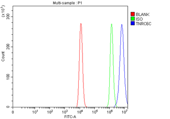 TNRC6C Rabbit Polyclonal Antibody
