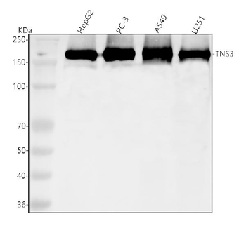 TNS3 Antibody