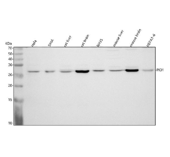 PID1 Antibody