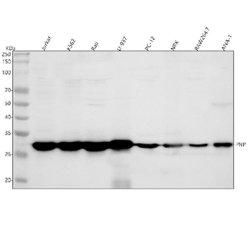 PNP Rabbit Polyclonal Antibody