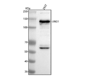 LRIG1 Rabbit Polyclonal Antibody