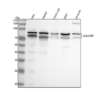 LGALS3BP Rabbit Polyclonal Antibody