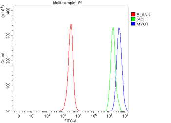 MYOT Rabbit Polyclonal Antibody