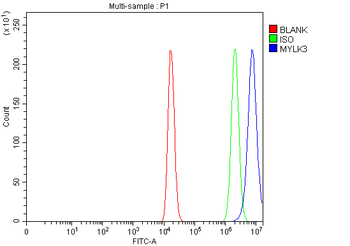 MYLK3 Rabbit Polyclonal Antibody