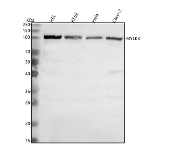 MYLK3 Rabbit Polyclonal Antibody